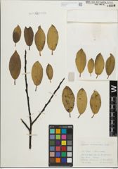 Foto von Salix mielichhoferi Saut.